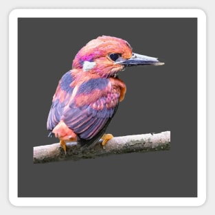 South Philippine Dwarf Kingfisher Magnet